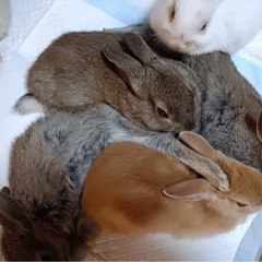生後3ヶ月ミニうさぎ里親募集(焦げ茶色1羽白色1羽まだいま…