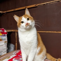 飼い主が溺愛してましたが、亡くなりました。