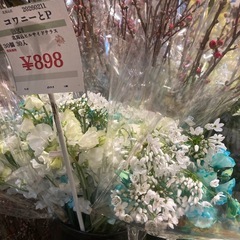 20260211セット束　コワニーとPの画像