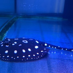 ダイヤモンドポルカ
の画像