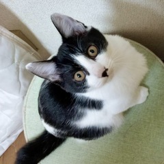 付いて歩く甘えん坊