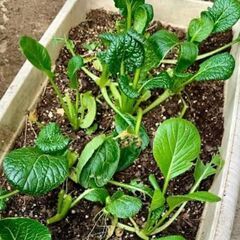 【ベランダ菜園とペットボトルベジの体験会】2/14(土)   ベランダで無農薬、無肥料栽培で野菜を作る、種まき体験会。自然栽培で自給自足の画像