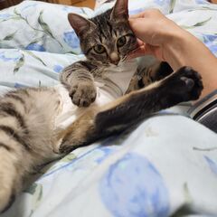 ミミ♀　2/15石巻で里親探し会です 