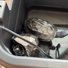 【里親様と商談中です】