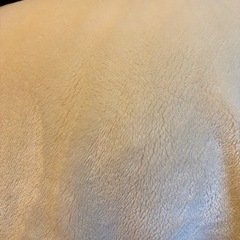 西川株式会社　毛布　210×210の画像