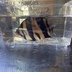 ダトニオリアルバンド『シミあり』の画像