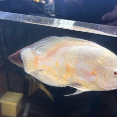 レモンオスカー
の画像