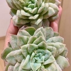 チュールスカート１苗の画像