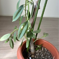 観葉植物の画像