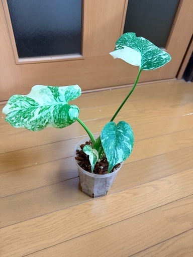 モンステラ デリシオーサ レガシー 観葉植物