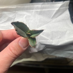 アガベチタノタ黒火焔の画像