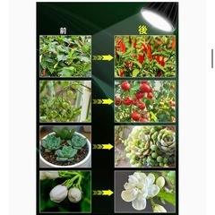 観葉植物　育成ライトの画像