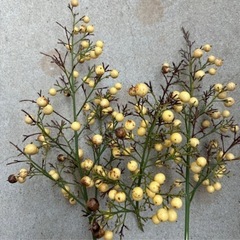 白い実の南天苗の画像