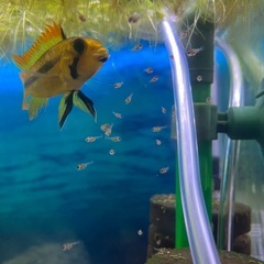 アピストグラマカカトイデスメガオレンジの画像