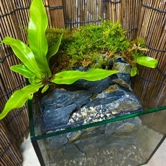 水の流れる滝テラリウム水槽の画像