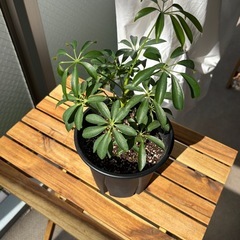 シェフレラ 観葉植物 の画像