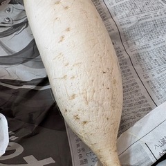 訳あり　大根‼️お早いめに‼️の画像