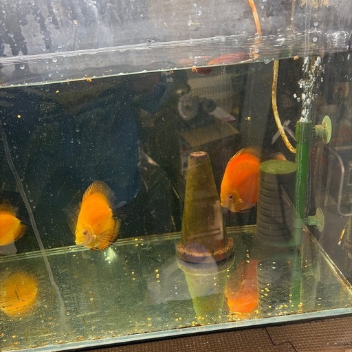 ID 204747 カウンター