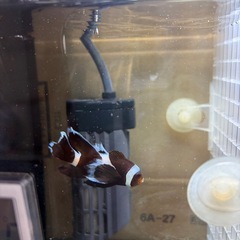 決まりました　熱帯魚2匹と水槽の画像