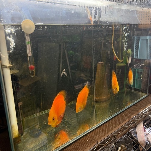 ディスカス4匹