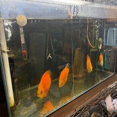 ディスカス4匹の画像