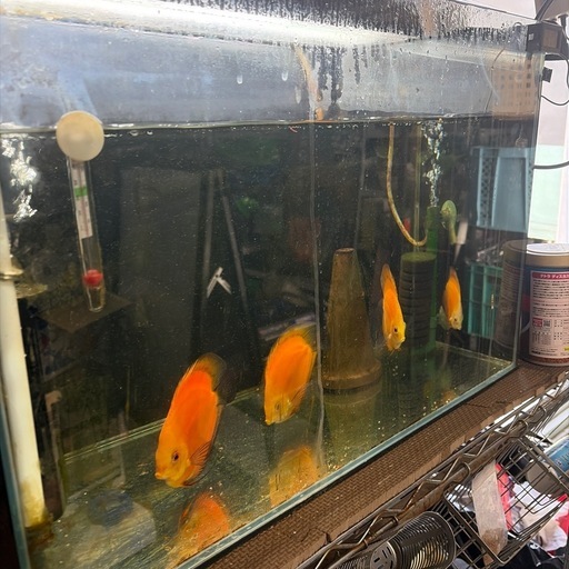 ディスカス4匹