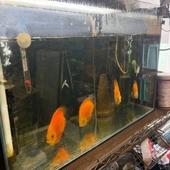 ディスカス4匹の画像