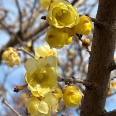 ソシンロウバイの画像