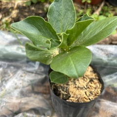 サラダそら豆の苗の画像