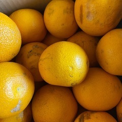 はっさく訳あり　一旦受付終了します。の画像