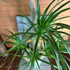 カンボジアーナ①の画像