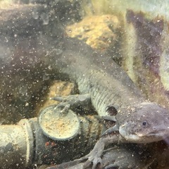 貴重✨ウーパールーパー混泳の画像