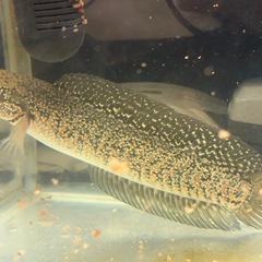 コウタイ レッドギャラクシー スネークヘッドの画像