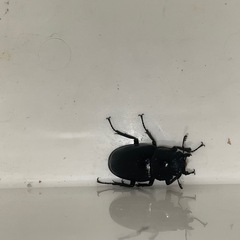 ケイスケギラファ　ペア 2の画像