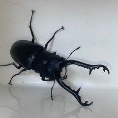 ケイスケギラファ　ペア 2の画像