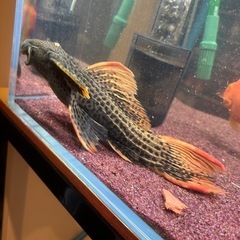 ウルトラスカーレットトリムプレコの画像