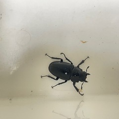 ケイスケギラファ　ペア4の画像