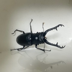 ケイスケギラファ　ペア5の画像