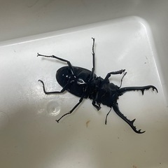 ケイスケギラファ　ペア5の画像