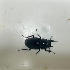 ケイスケギラファ　ペア6の画像