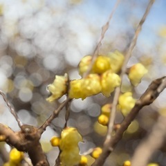 ロウバイ　ソシンロウバイ　枝木　60センチ程度　1本の画像