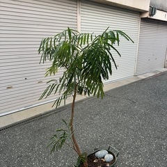 エバーフレッシュの画像