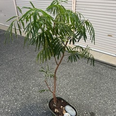 エバーフレッシュの画像