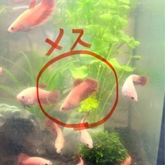 ベタ　　オスメスペアの画像