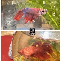 ベタ　　オスメスペアの画像