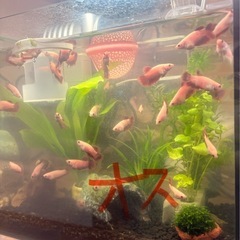 ベタ　　オスメスペアの画像