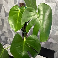 ★ご予約中!【観葉植物】モンステラデリシオーサの画像