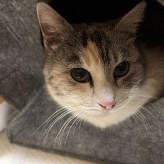 避妊済み目がグリーンのダイリュートキャリコ(パステル三毛猫) - 猫