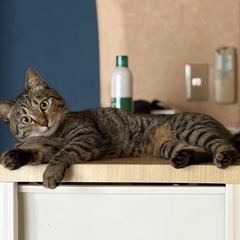 人懐っこい性格の女の子です🐱