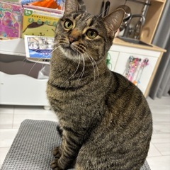 4歳　メス　キジトラ